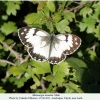 melanargia teneates talysh male2